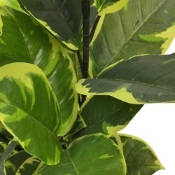 Artificial Indian Fig Plant Rebecca Mobili Baishi 90x35x35 PEVA Polyethylene Green Brown