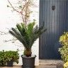 Pianta artificiale Cycas Rebecca Mobili Siyar 90x35x35 Polietilene Polietilene Verde Marrone