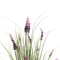 RE7302 - Pianta di lavanda