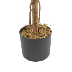 RE7304 - Pianta di bosso