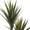 RE7305 - Pianta di yucca